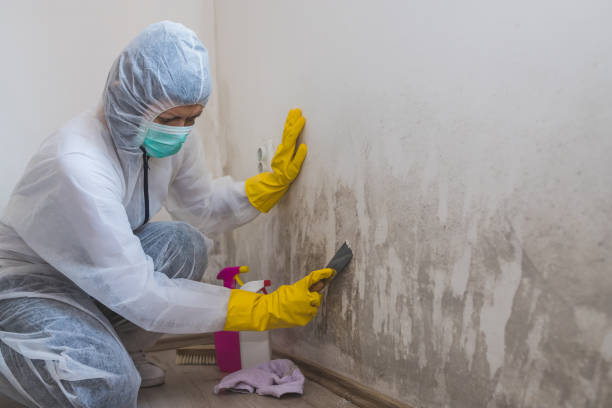 Best Residential Mold Removal  in Taylors Falls, MN