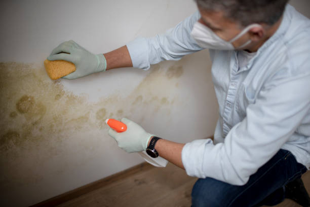 Mold Removal and Inspection in Taylors Falls, MN