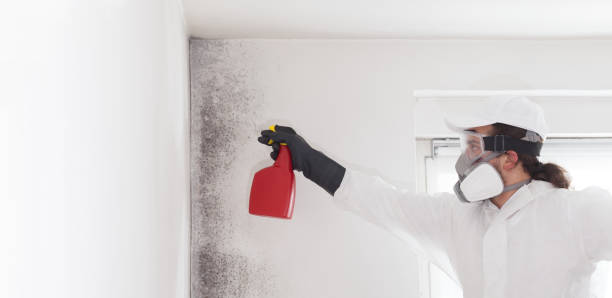 Best Commercial Mold Removal  in Taylors Falls, MN