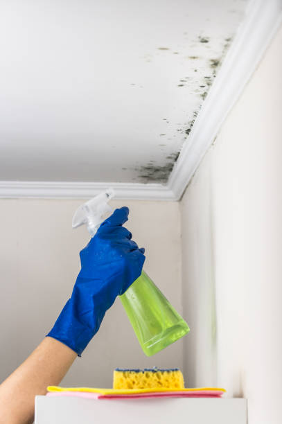 Best Mold Removal and Inspection  in Taylors Falls, MN